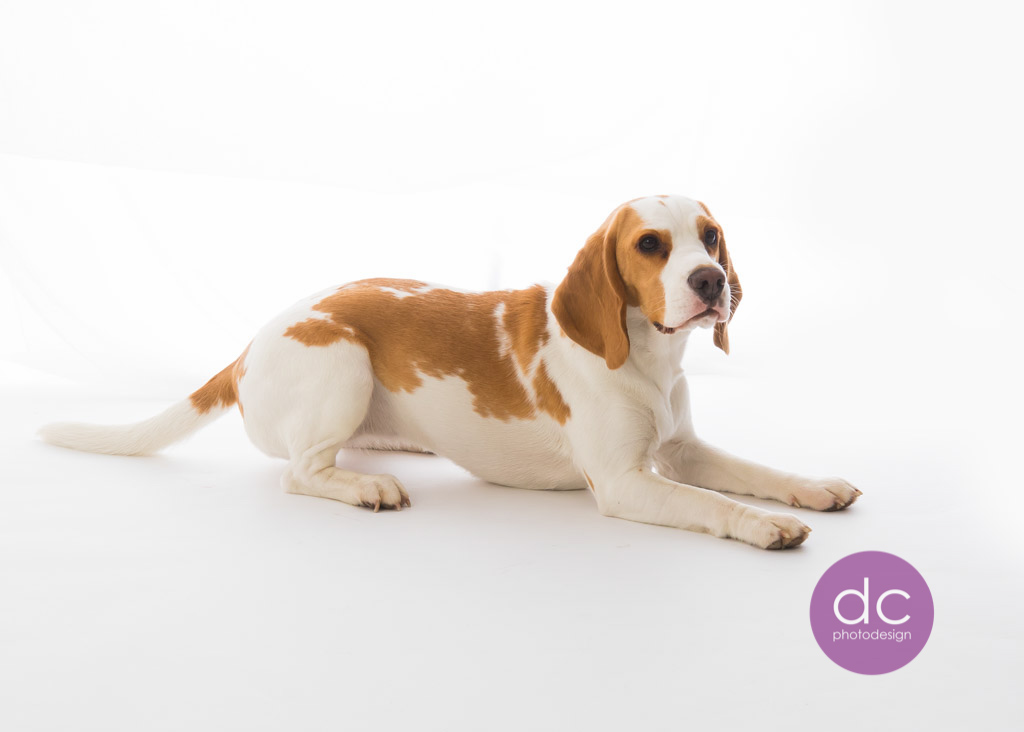 Beagle Fotoshooting im Studio Hanau