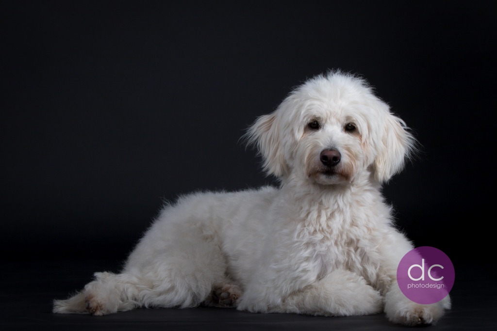 Goldendoodle mit schwarzen Hintergrund