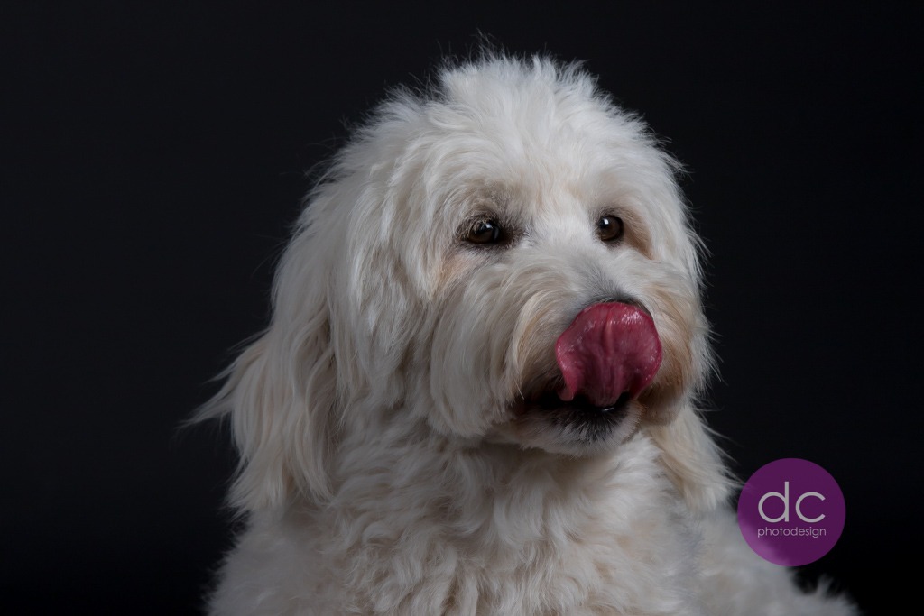 Goldendoodle Fotografie im Fotostudio